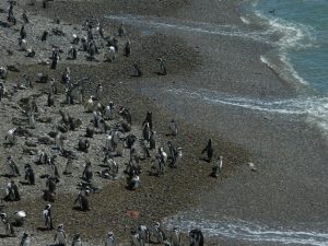 colonia pinguini
